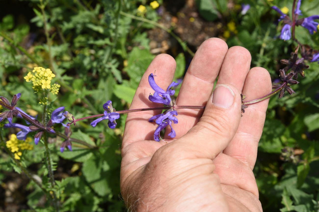 Изображение особи Salvia kuznetzovii.