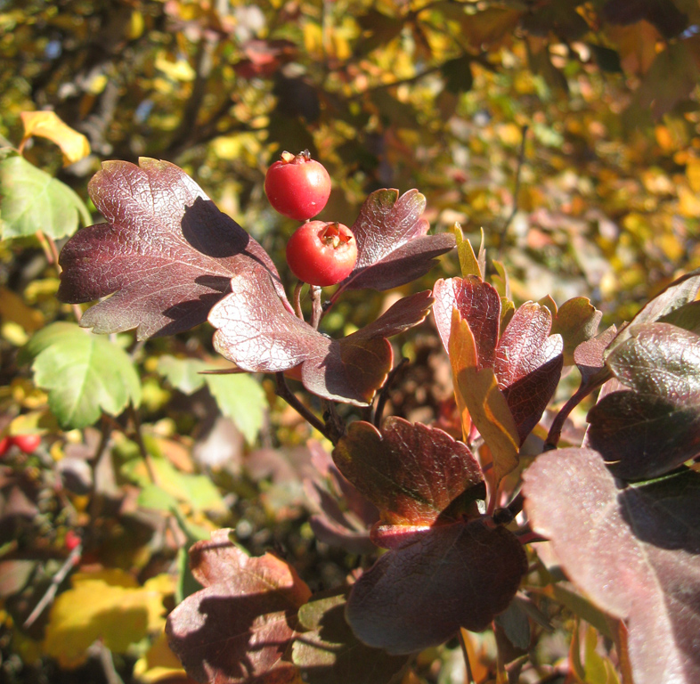 Image of Crataegus × media specimen.