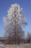 Tilia cordata