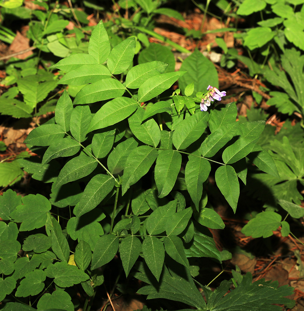 Image of Vicia ramuliflora specimen.