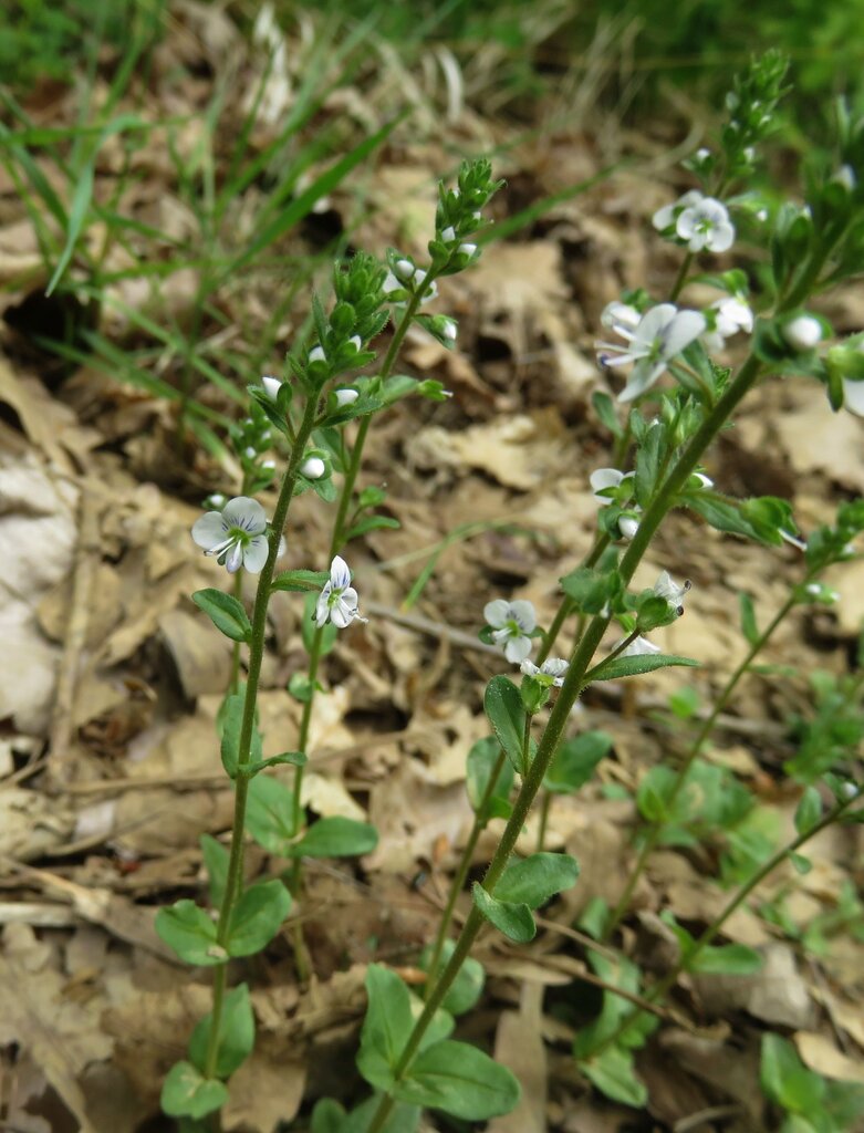 Image of Veronica serpyllifolia specimen.
