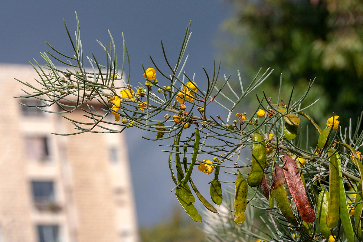 Image of Senna artemisioides specimen.