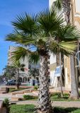 Washingtonia robusta