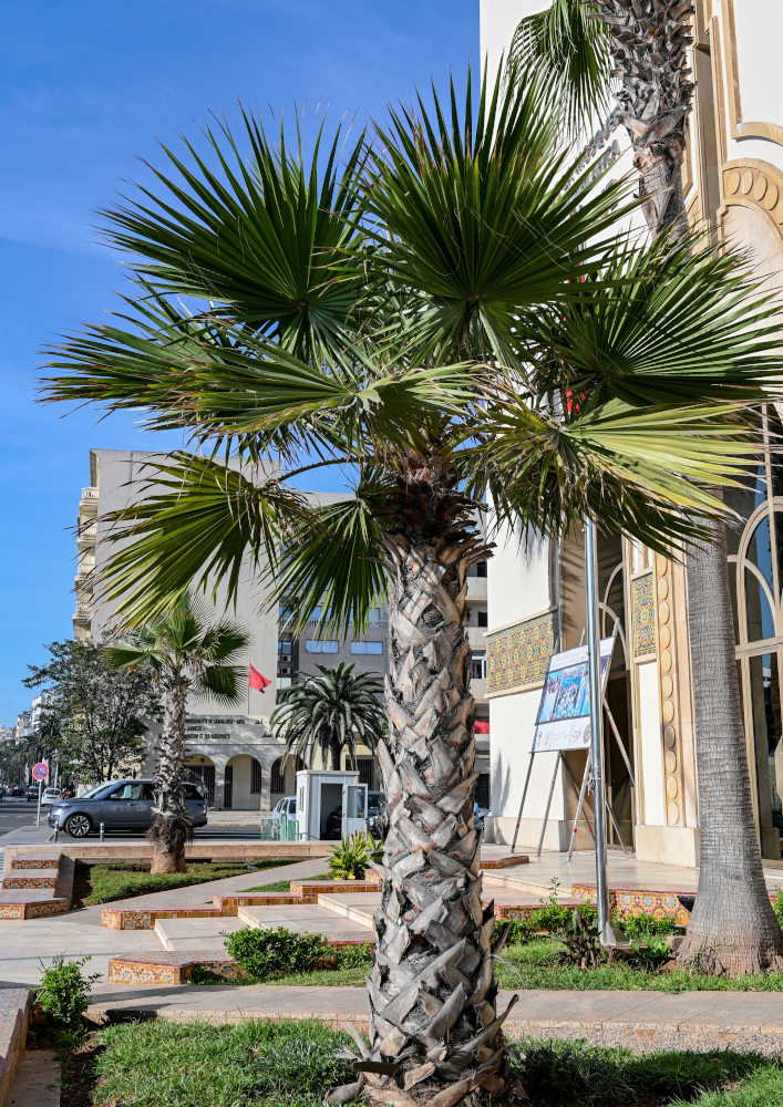 Image of Washingtonia robusta specimen.