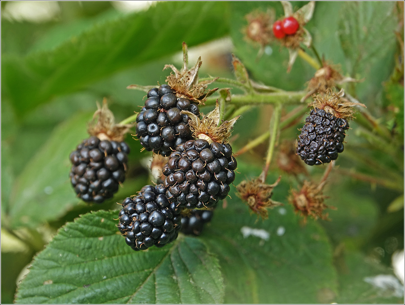 Изображение особи Rubus allegheniensis.