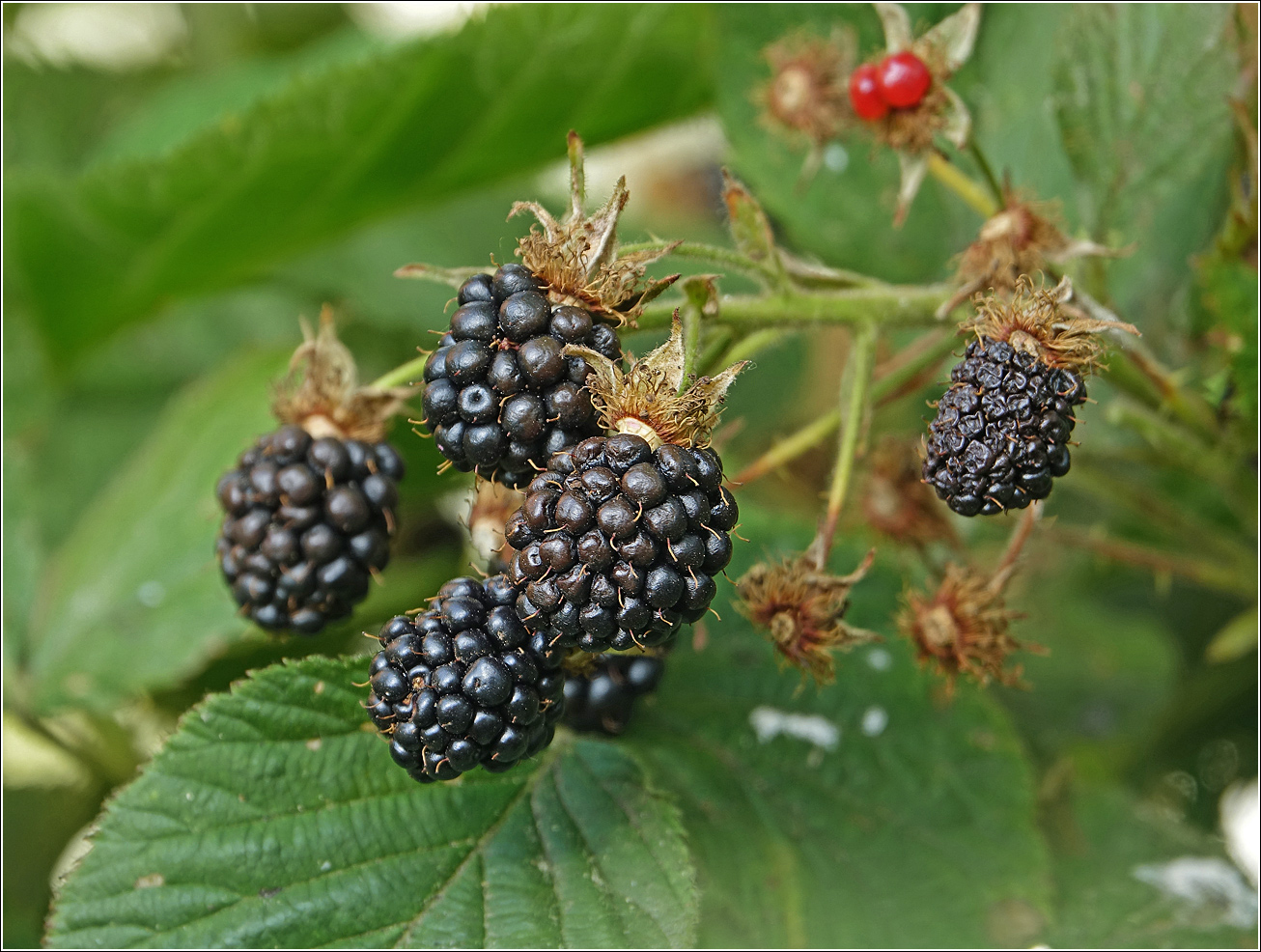 Image of Rubus allegheniensis specimen.