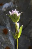 Gentianella turkestanorum. Соцветие. Южный Казахстан, Таласский Алатау, ущелье Коксай, высота 2600 м н.у.м. 20.07.2010.