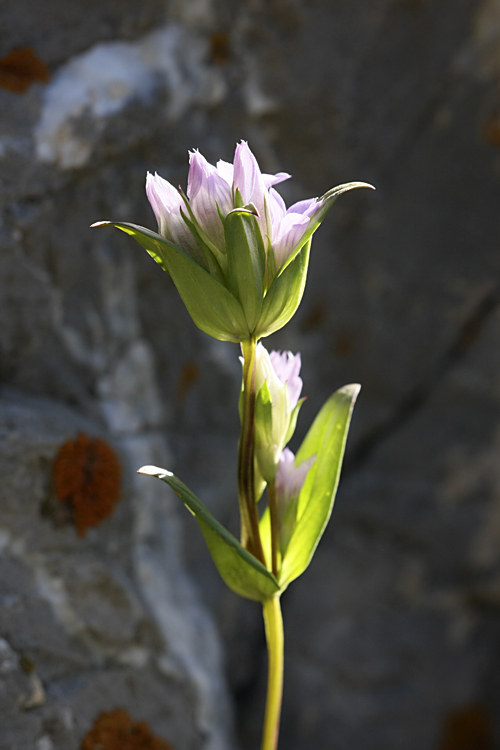 Image of Gentianella turkestanorum specimen.