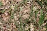 Tragopogon подвид longirostris