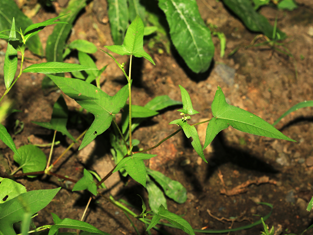 Image of Truellum arifolium specimen.