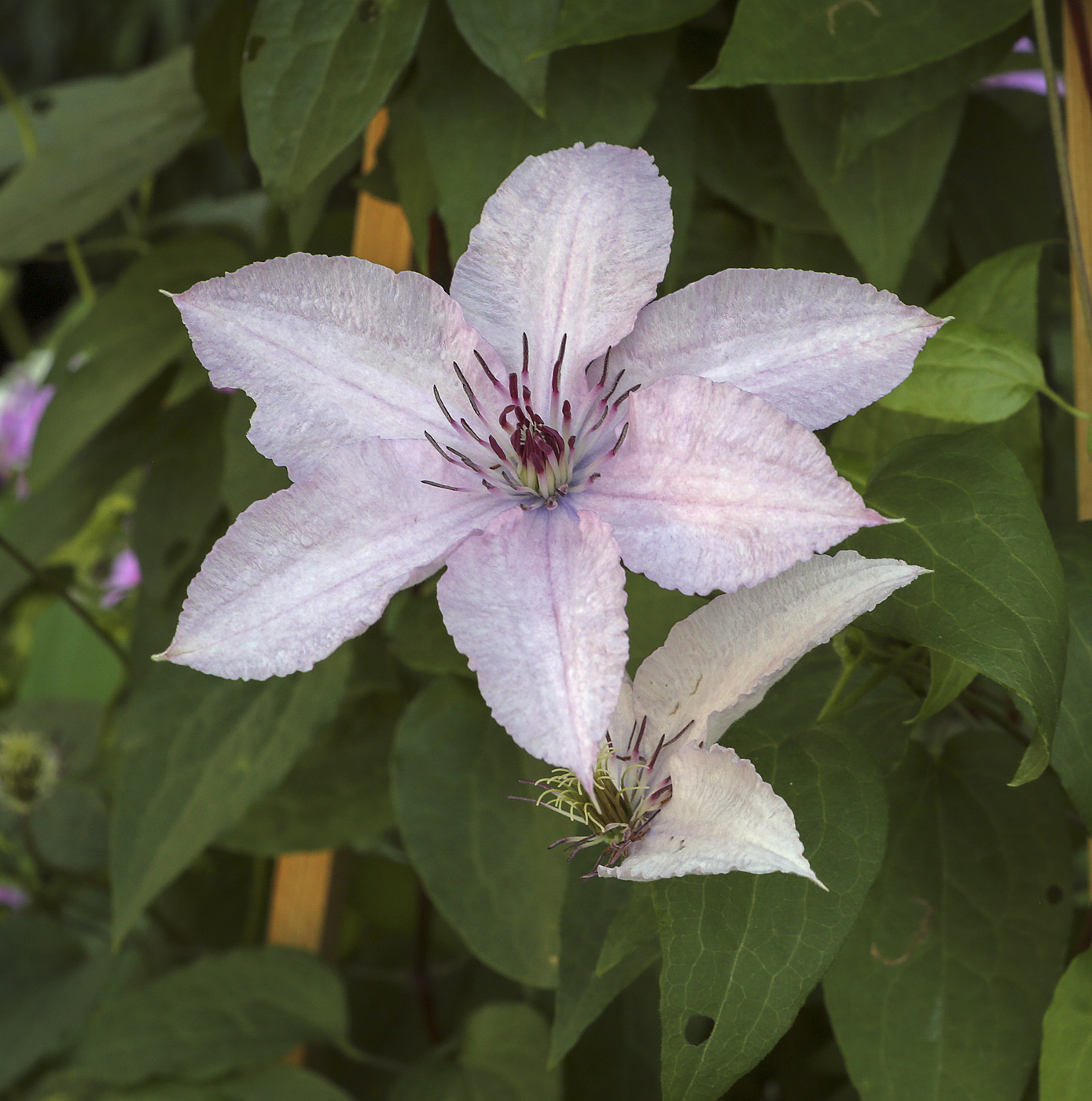 Image of Clematis &times; jackmanii specimen.