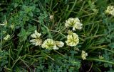 Medicago glutinosa