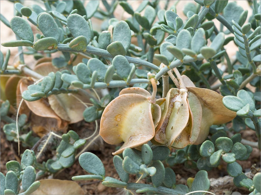 Изображение особи Zygophyllum pinnatum.