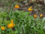 Tulipa biebersteiniana. Цветущие растения (клон с оранжевыми цветками). ДНР, г. Донецк, балка Бирючья, верховье, насаждение лиственных деревьев на дне. 11.04.2023.