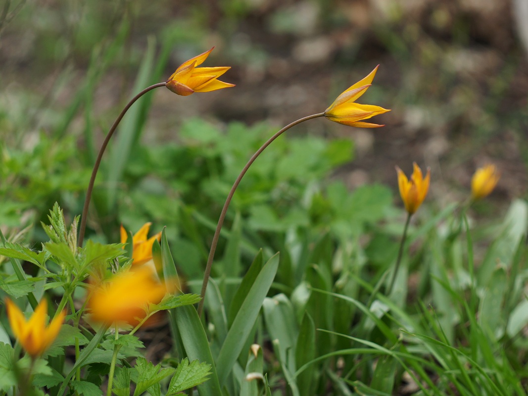 Изображение особи Tulipa biebersteiniana.