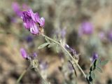 genus Astragalus. Верхушка побега с соцветием. Казахстан, Мангистауская обл., Тупкараганский р-н, плато Тюб-Караган, полынная песчано-глинистая пустыня. 08.06.2022.