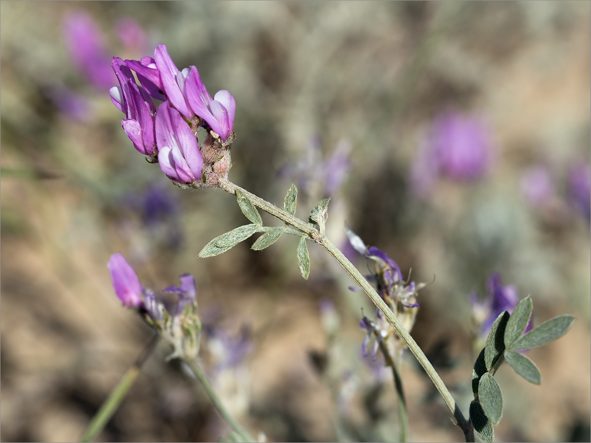 Image of genus Astragalus specimen.