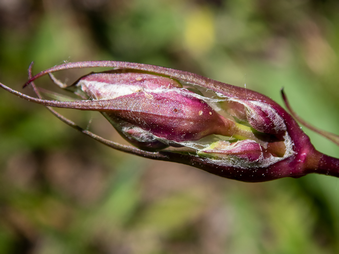 Изображение особи Viscaria vulgaris.