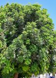 Khaya senegalensis. Часть кроны взрослого дерева. Египет, мухафаза Асуан, г. Ком-Омбо, в культуре. 05.05.2023.