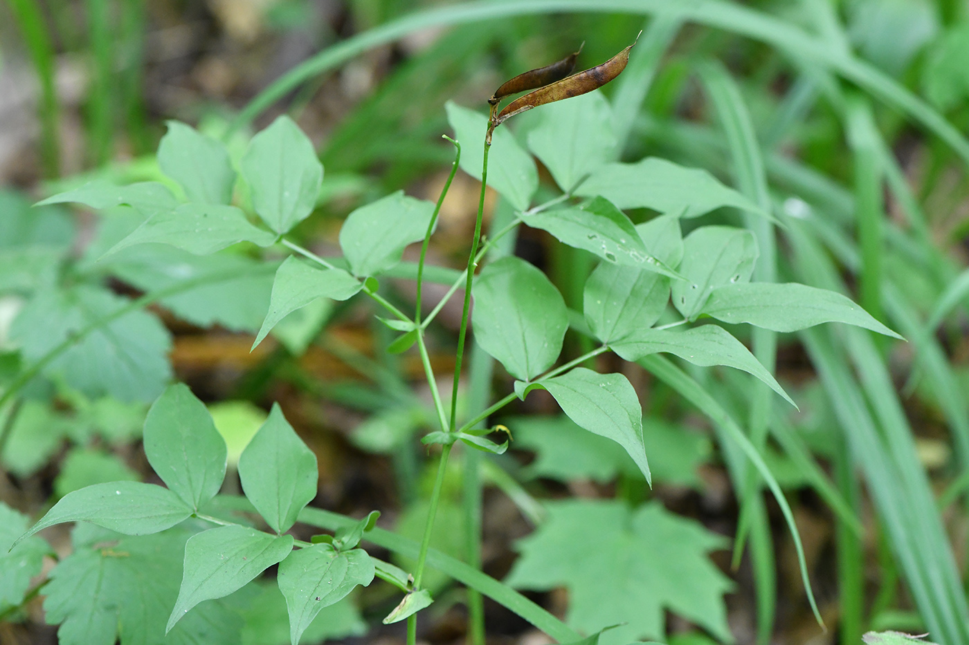 Изображение особи Lathyrus vernus.