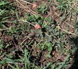 familia Fabaceae. Верхушка побега с соцветием. Чили, обл. Valparaiso, провинция Isla de Pascua, восточная часть острова, церемониальный комплекс Tongariki. 12.03.2023.