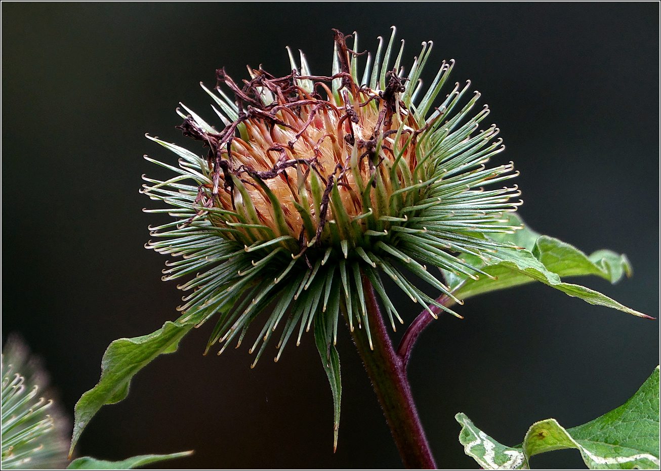 Изображение особи Arctium lappa.