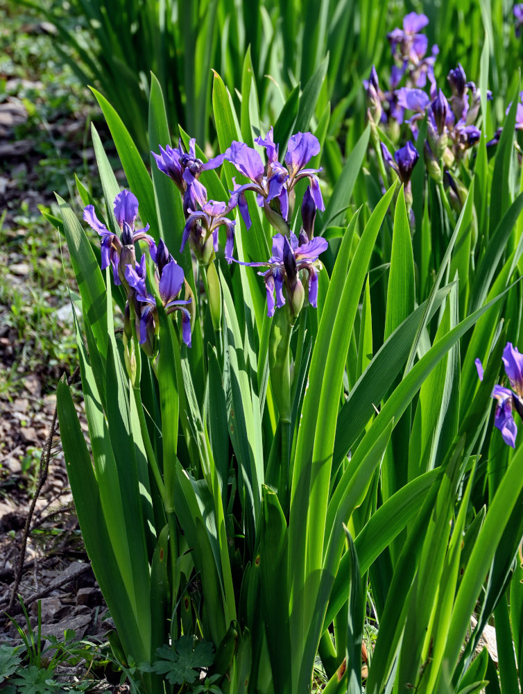 Image of Iris alberti specimen.