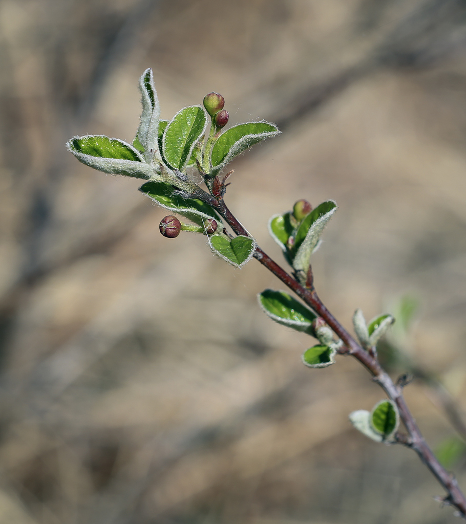 Image of Cotoneaster melanocarpus specimen.