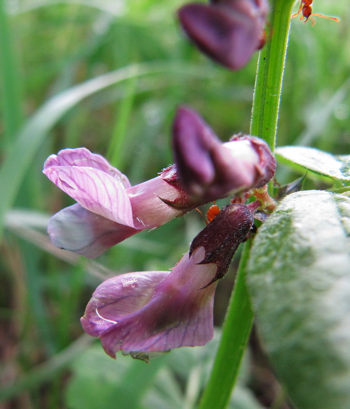 Изображение особи Vicia sepium.