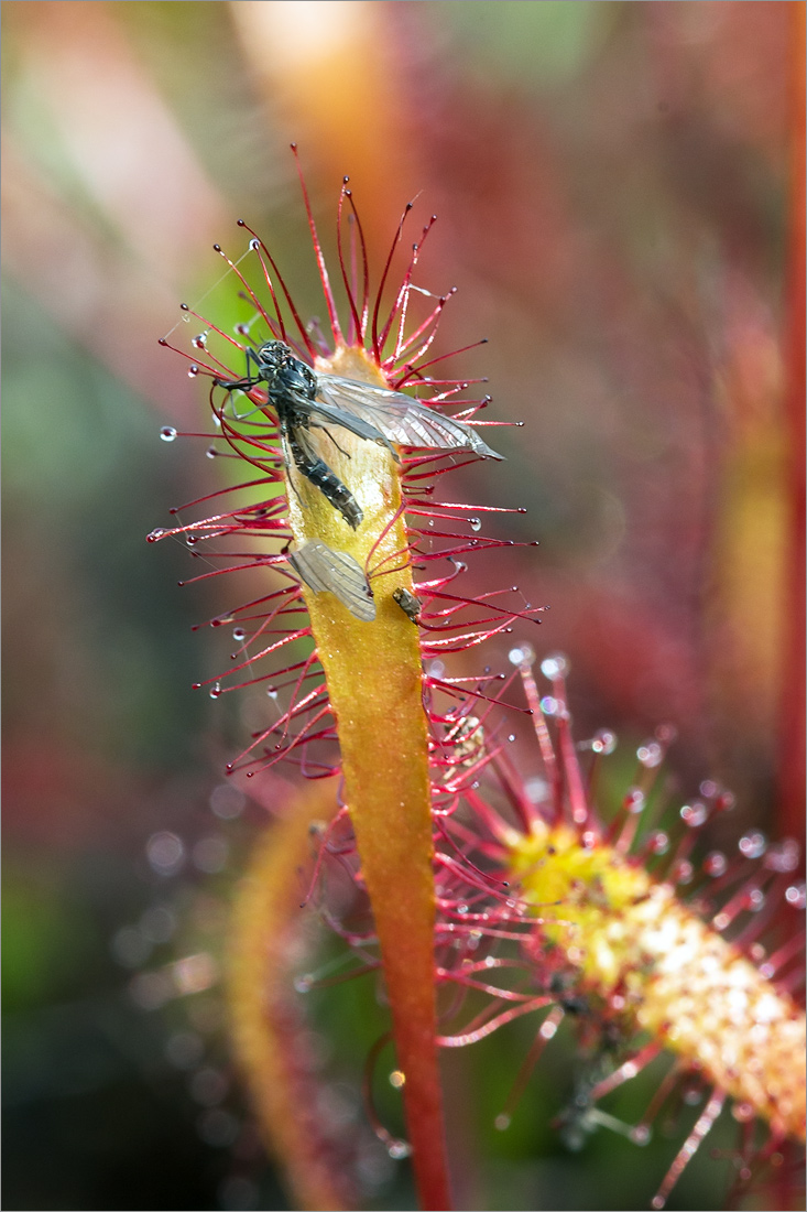 Image of Drosera anglica specimen.