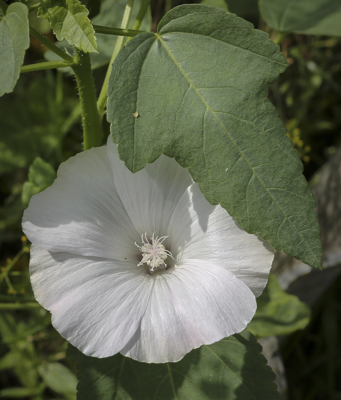 Image of Malva trimestris specimen.