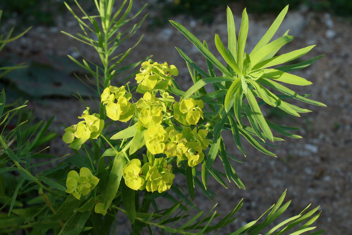 Изображение особи Euphorbia virgata.