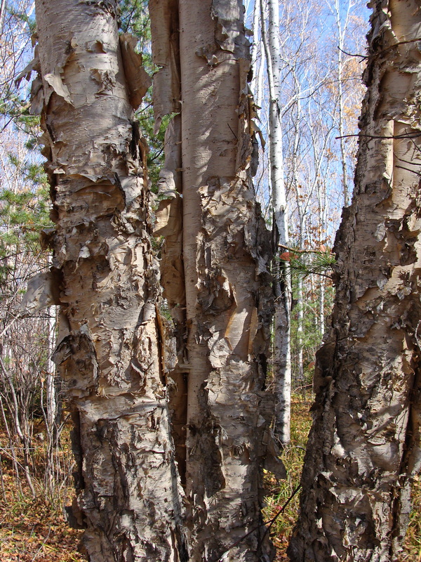 Image of Betula costata specimen.