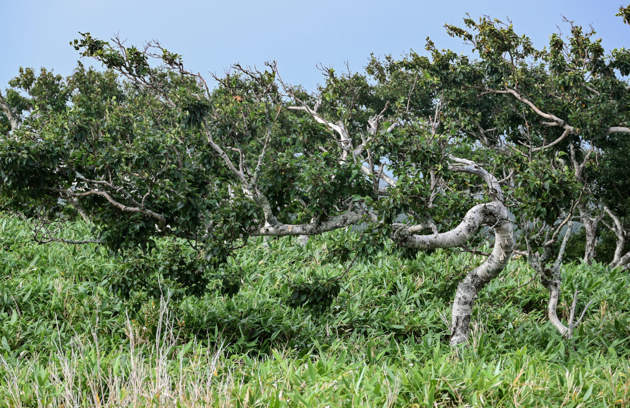 Image of Betula ermanii specimen.