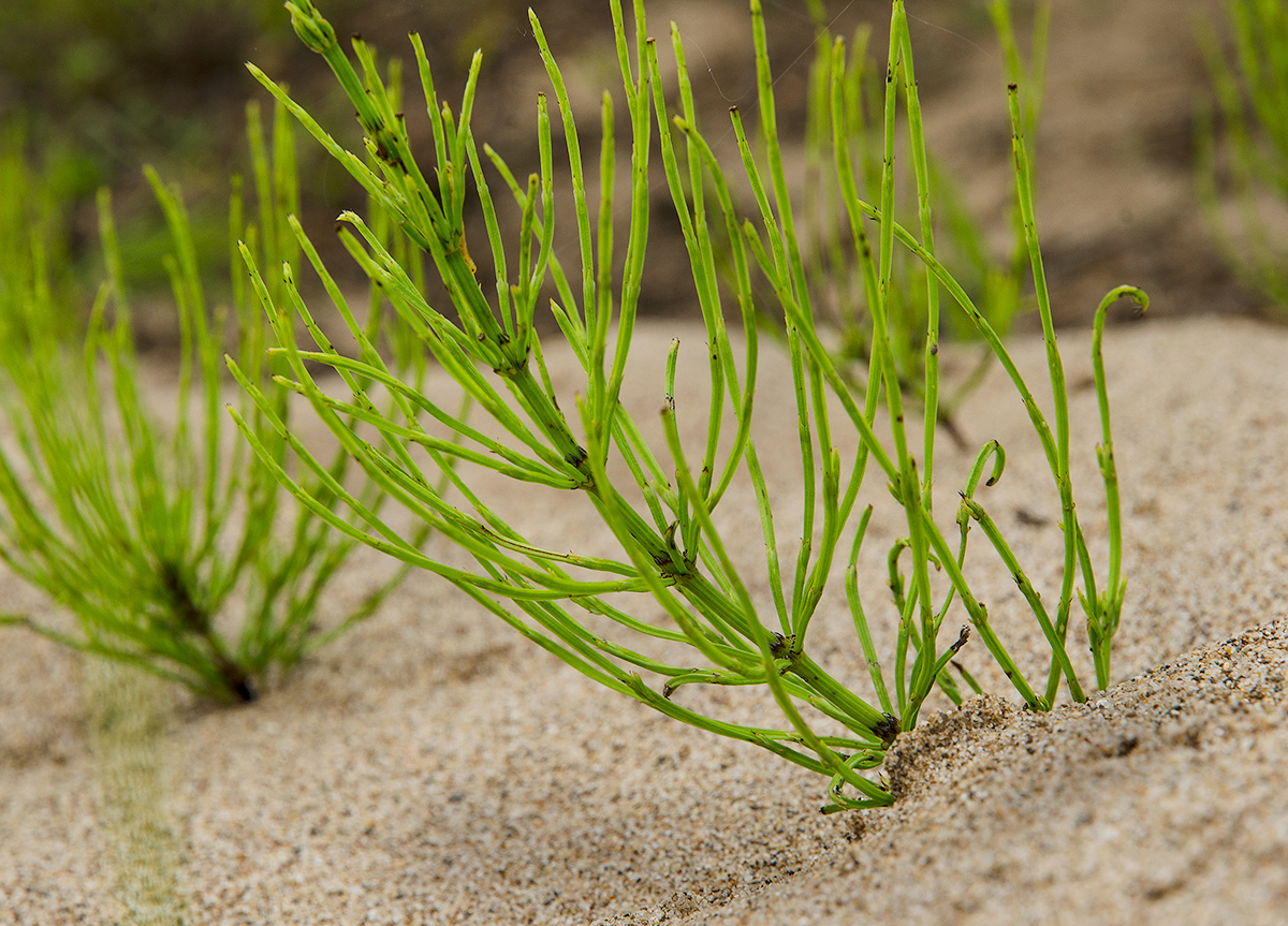 Изображение особи Equisetum arvense.