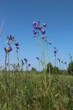 Campanula persicifolia