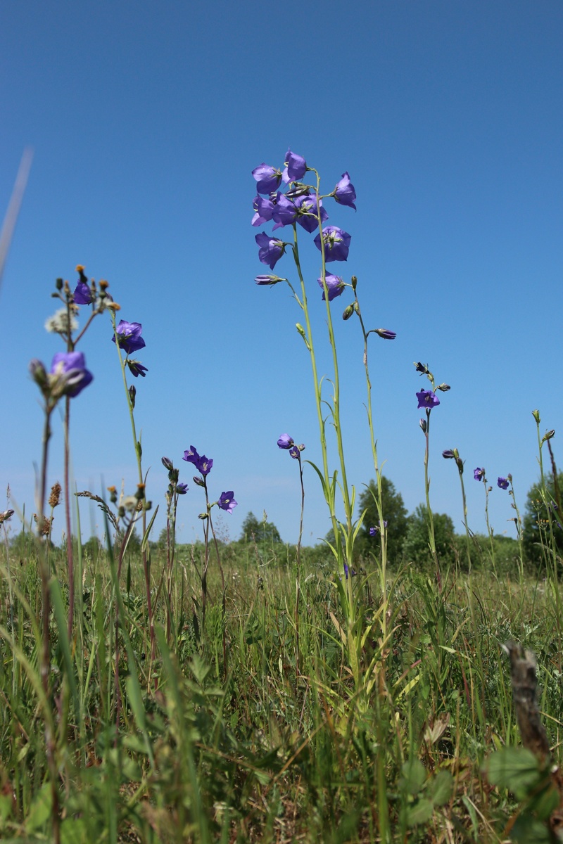 Image of Campanula persicifolia specimen.