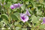 Ipomoea pes-caprae