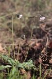 Bellis sylvestris