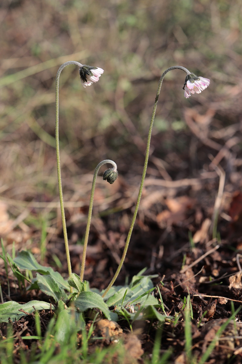 Изображение особи Bellis sylvestris.