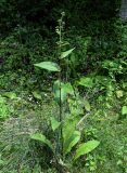 Inula helenium