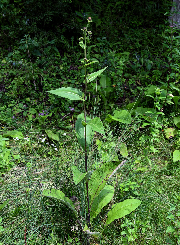 Изображение особи Inula helenium.
