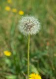 Taraxacum scariosum. Соплодие. Республика Саха (Якутия), г. Якутск, сорное на газоне. 02.08.2023.