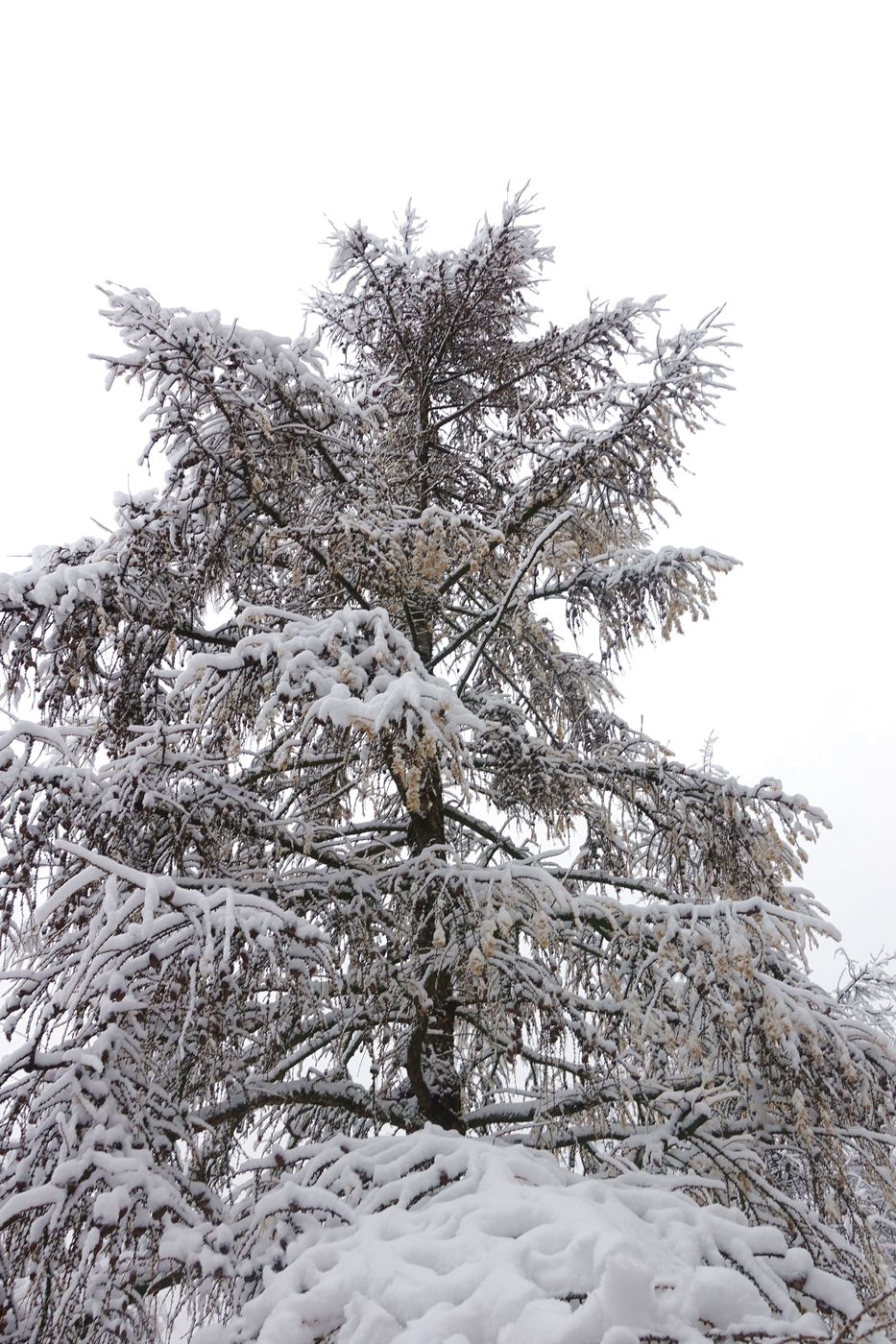 Изображение особи Larix sibirica.