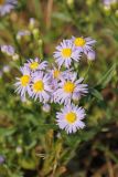 Tripolium pannonicum