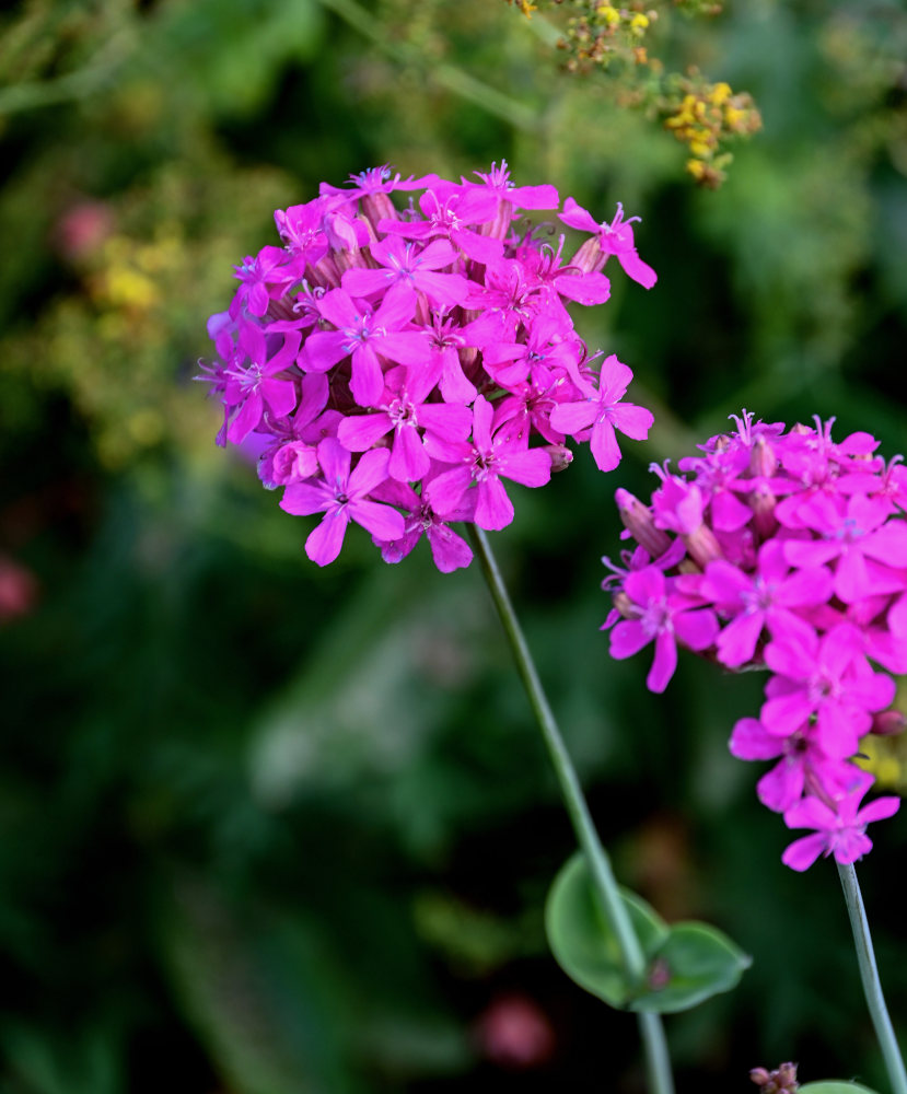 Изображение особи Silene compacta.