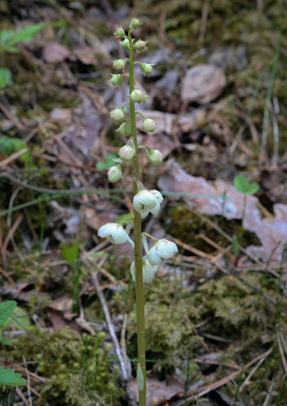 Image of Pyrola minor specimen.