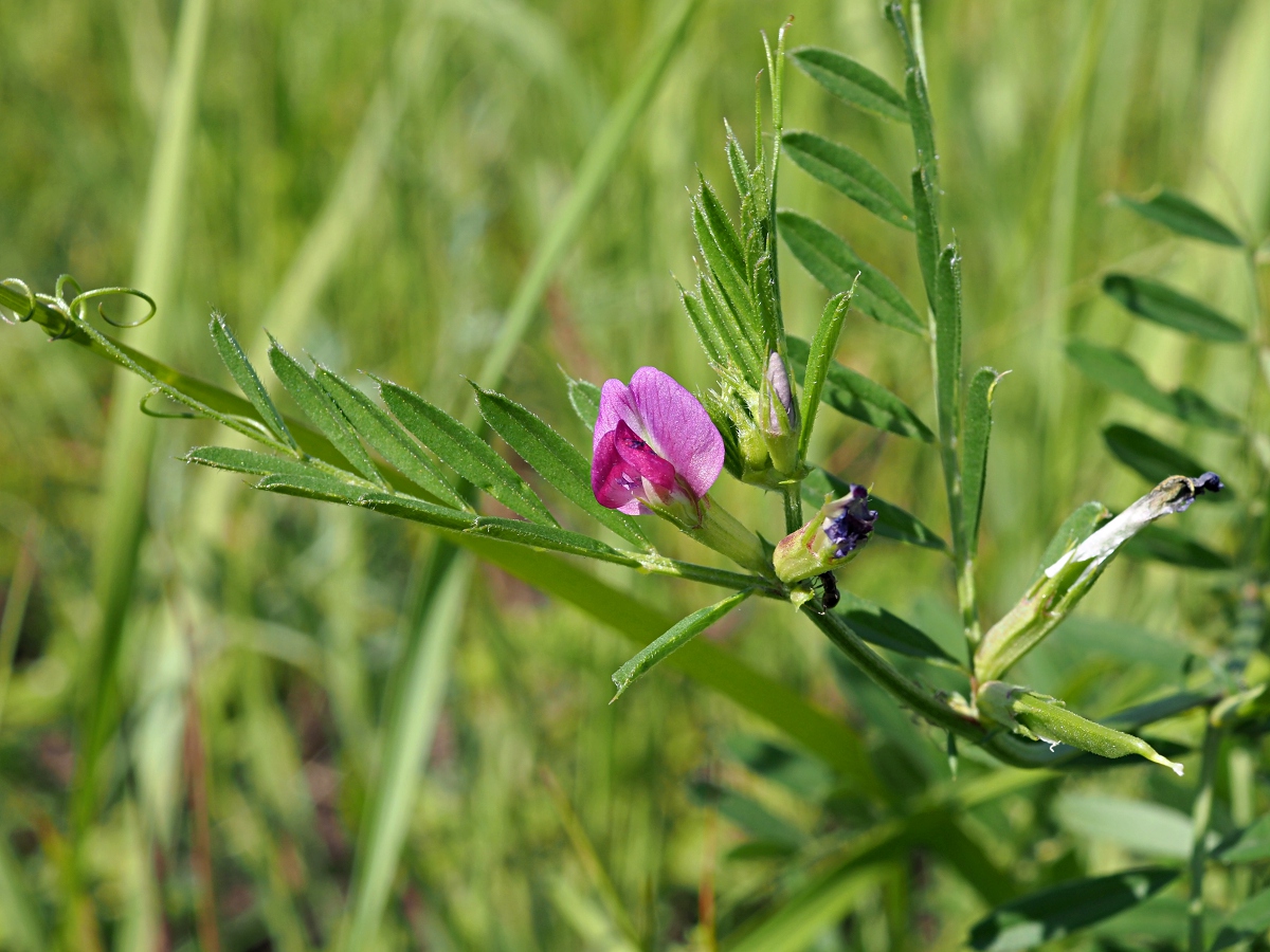 Image of Vicia angustifolia specimen.