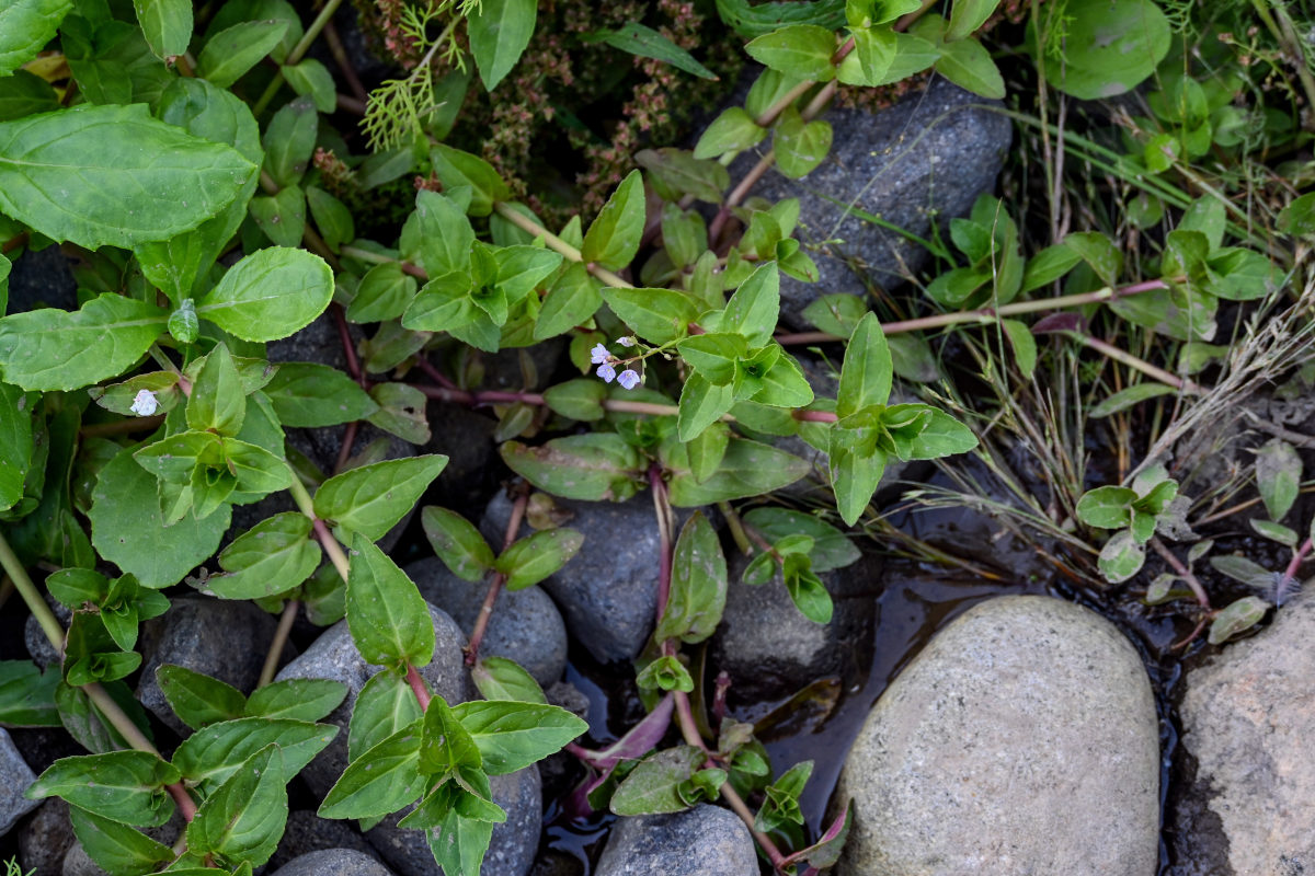 Image of Veronica americana specimen.