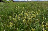 род Rhinanthus. Цветущие растения в сообществе с Rhynchocorys orientalis, Salvia и Poaceae. Армения, обл. Лори, окр. с. Лори Берд, крепость Лори Берд, ≈ 1300 м н.у.м., луг. 24.06.2022.